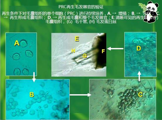 CC网投·(中国游)官方网站